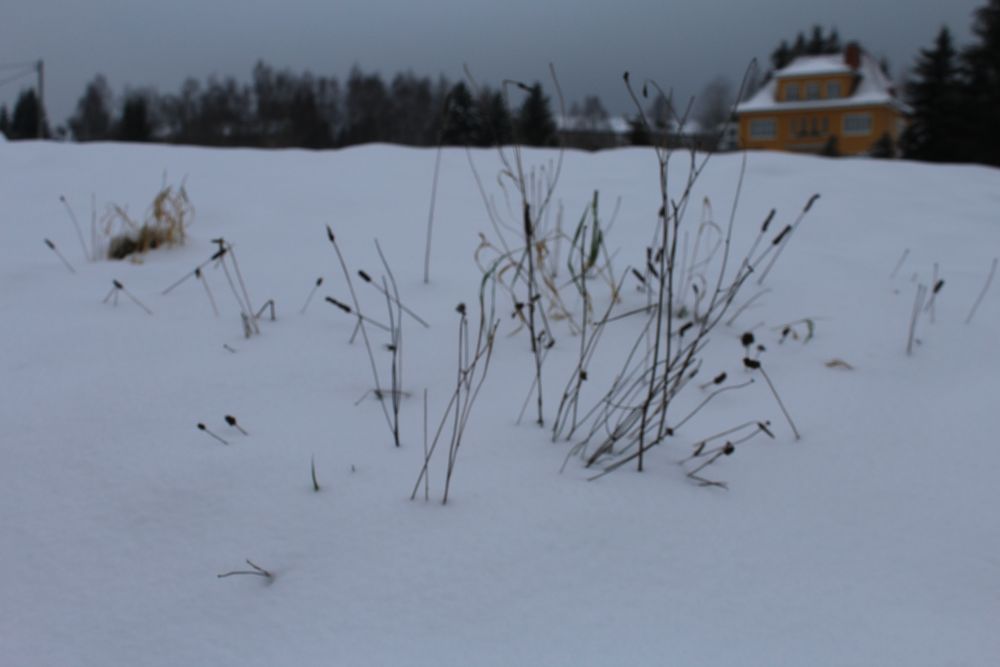 Winter im Oberen Vogtland