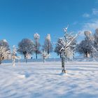 Winter im Obstgarten (2)