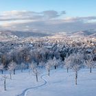 Winter im Obstgarten (3)