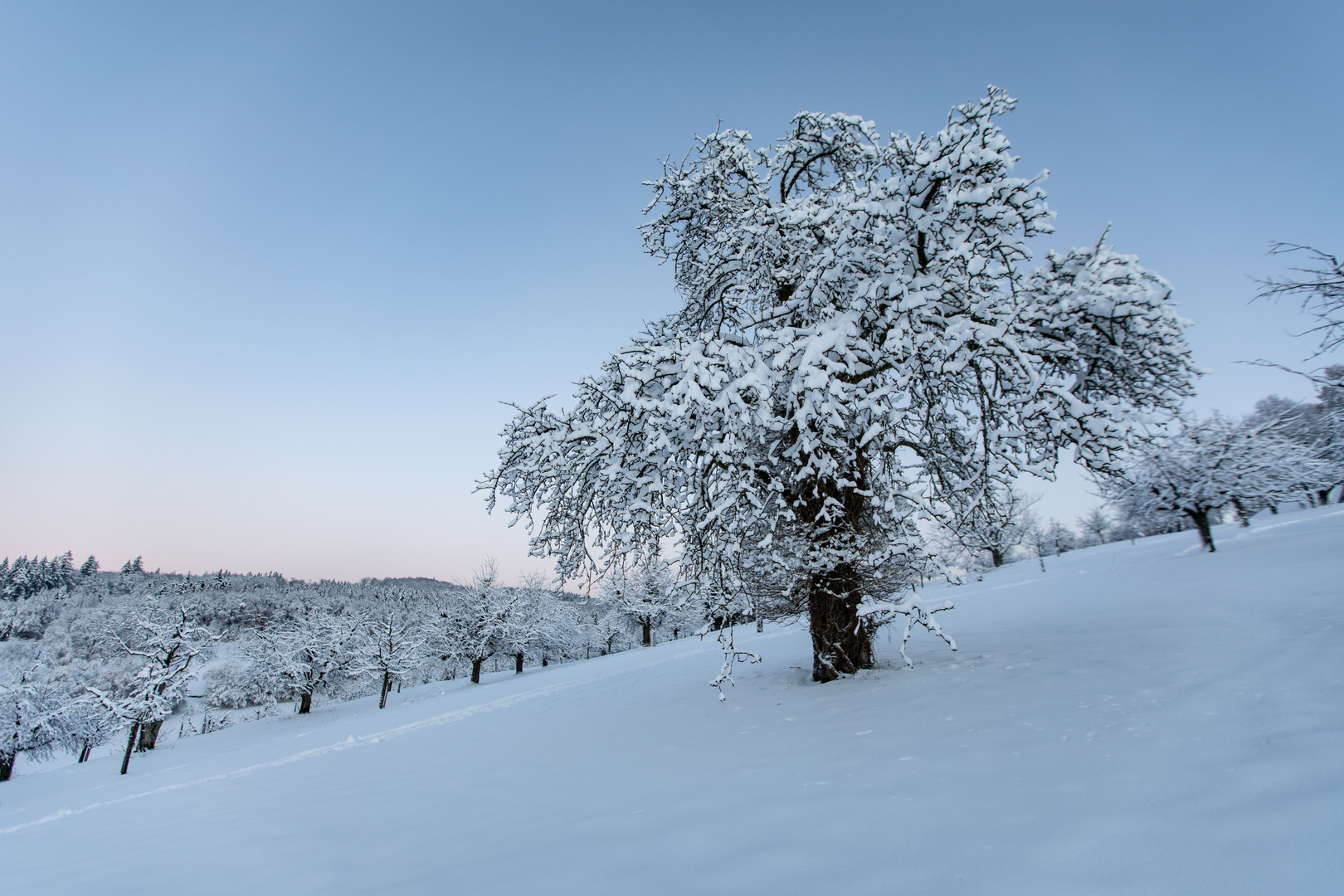 Winter im Obstgarten 