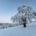 Winter im Obstgarten 