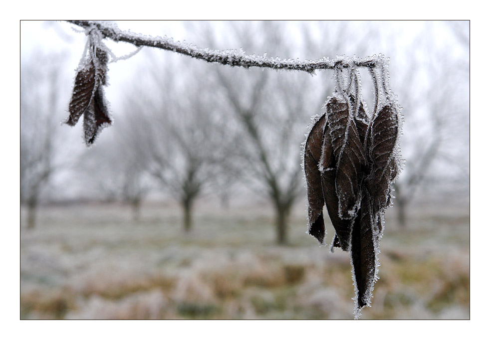 Winter im Obstgarten