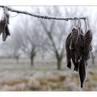 Winter im Obstgarten