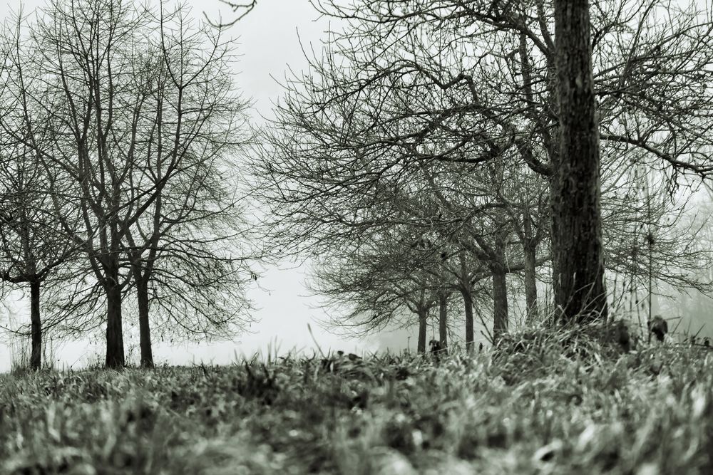 Winter im Obstgarten