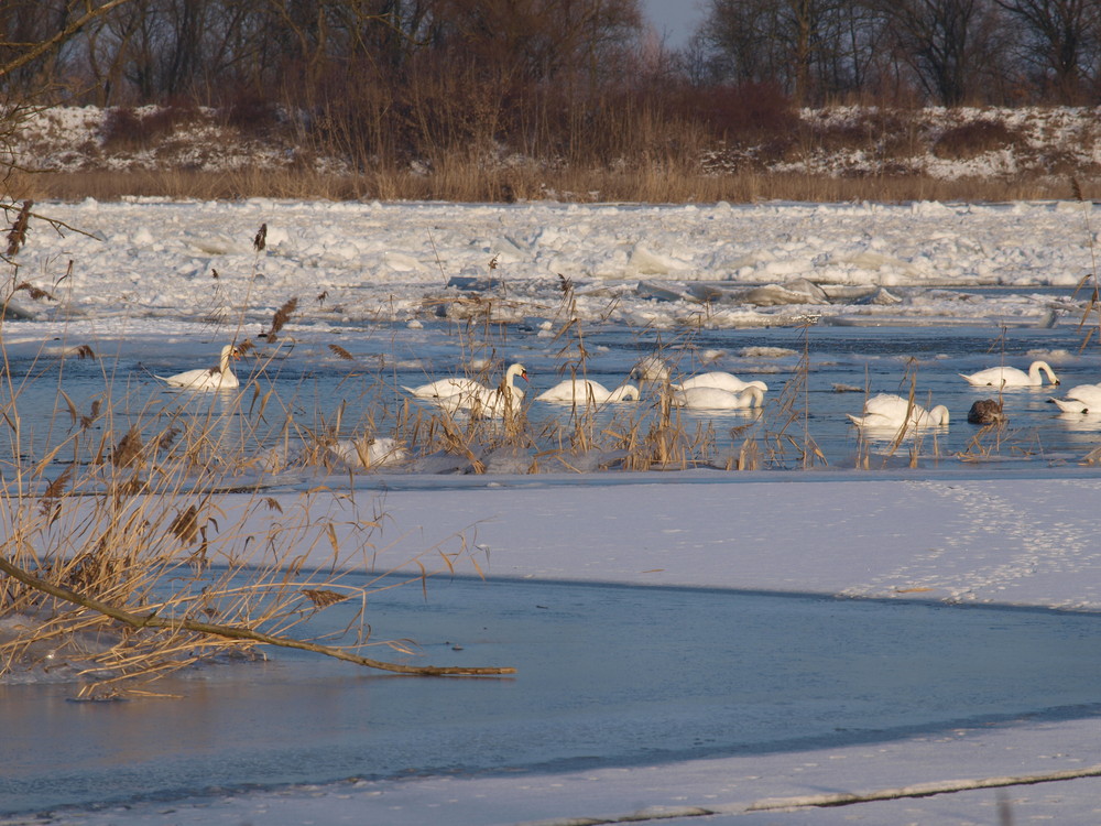 Winter im Oderbruch