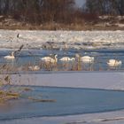 Winter im Oderbruch