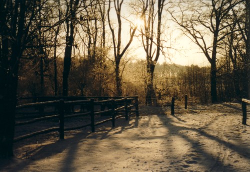 Winter im Offenstall