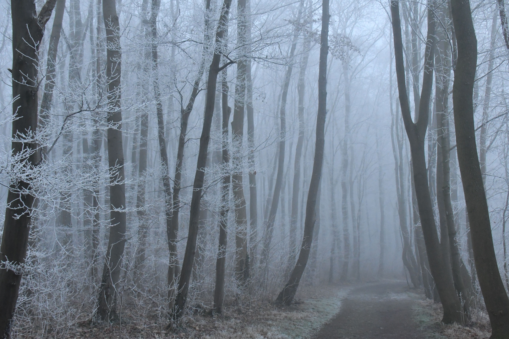 Winter Im Park