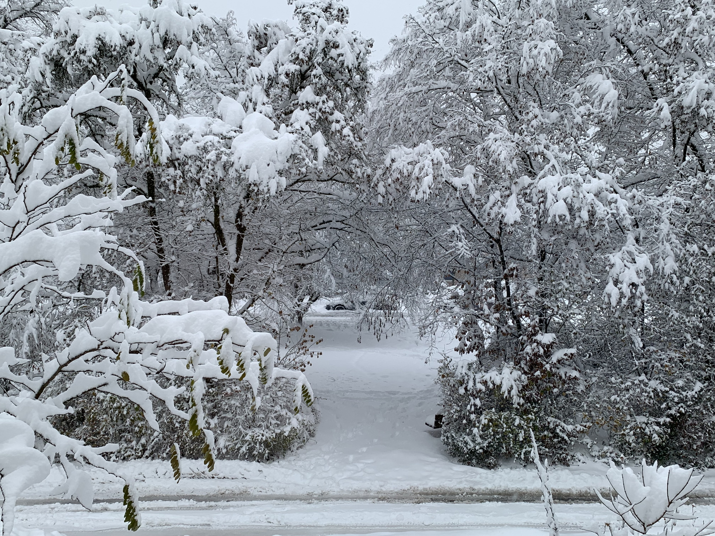 Winter im Park