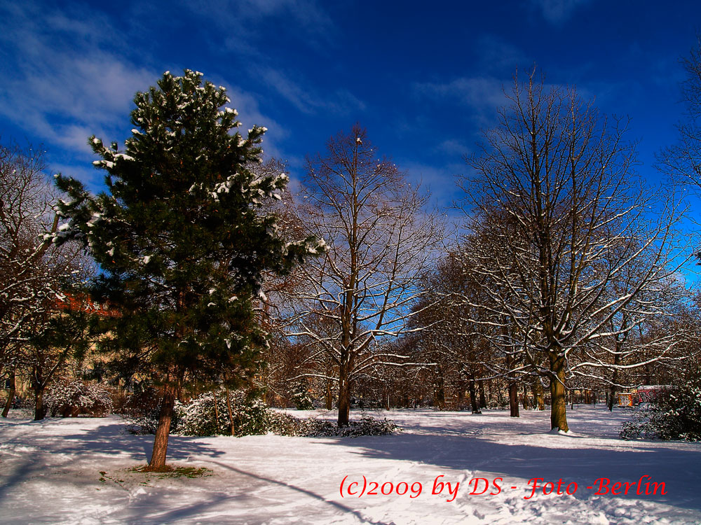 Winter im Park