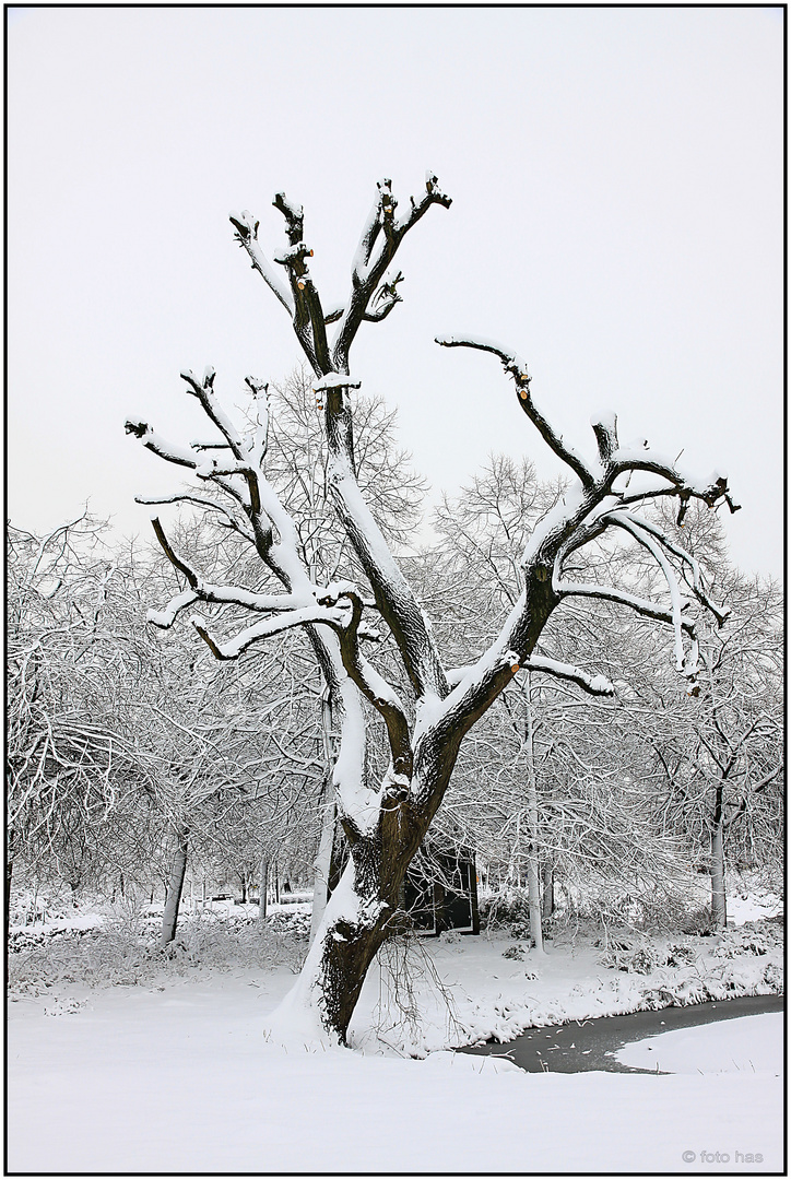 Winter im Park 10