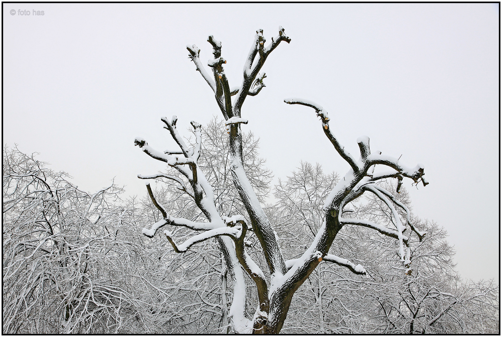 Winter im Park 11A