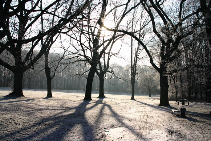 Winter im Park