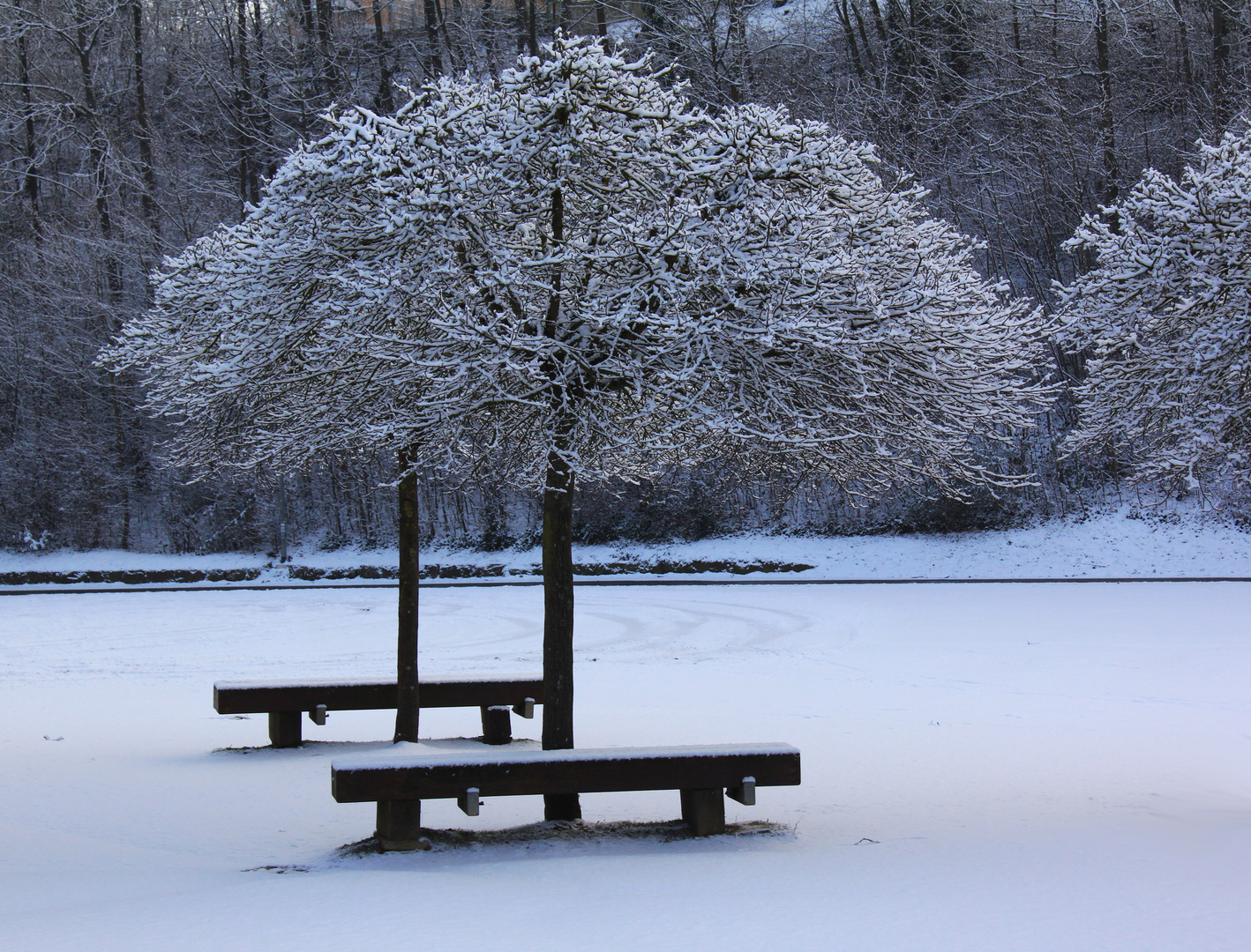 Winter im Park