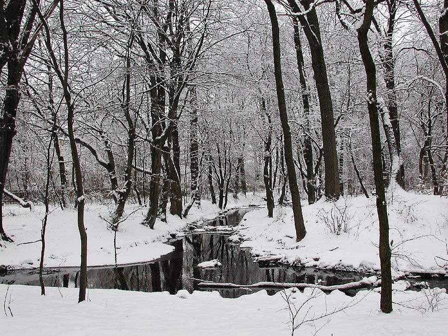 Winter im Park