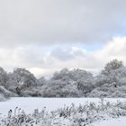 Winter Im Park