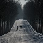 Winter im Park