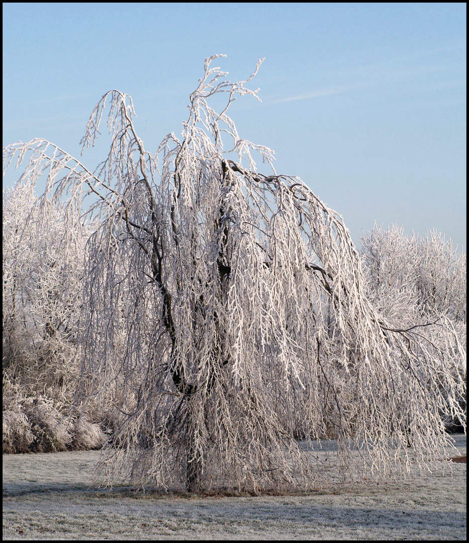 Winter im Park