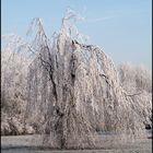 Winter im Park