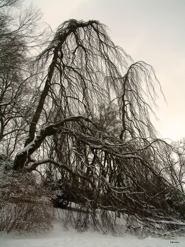 Winter im Park