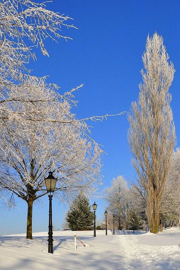 Winter im Park