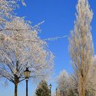 Winter im Park