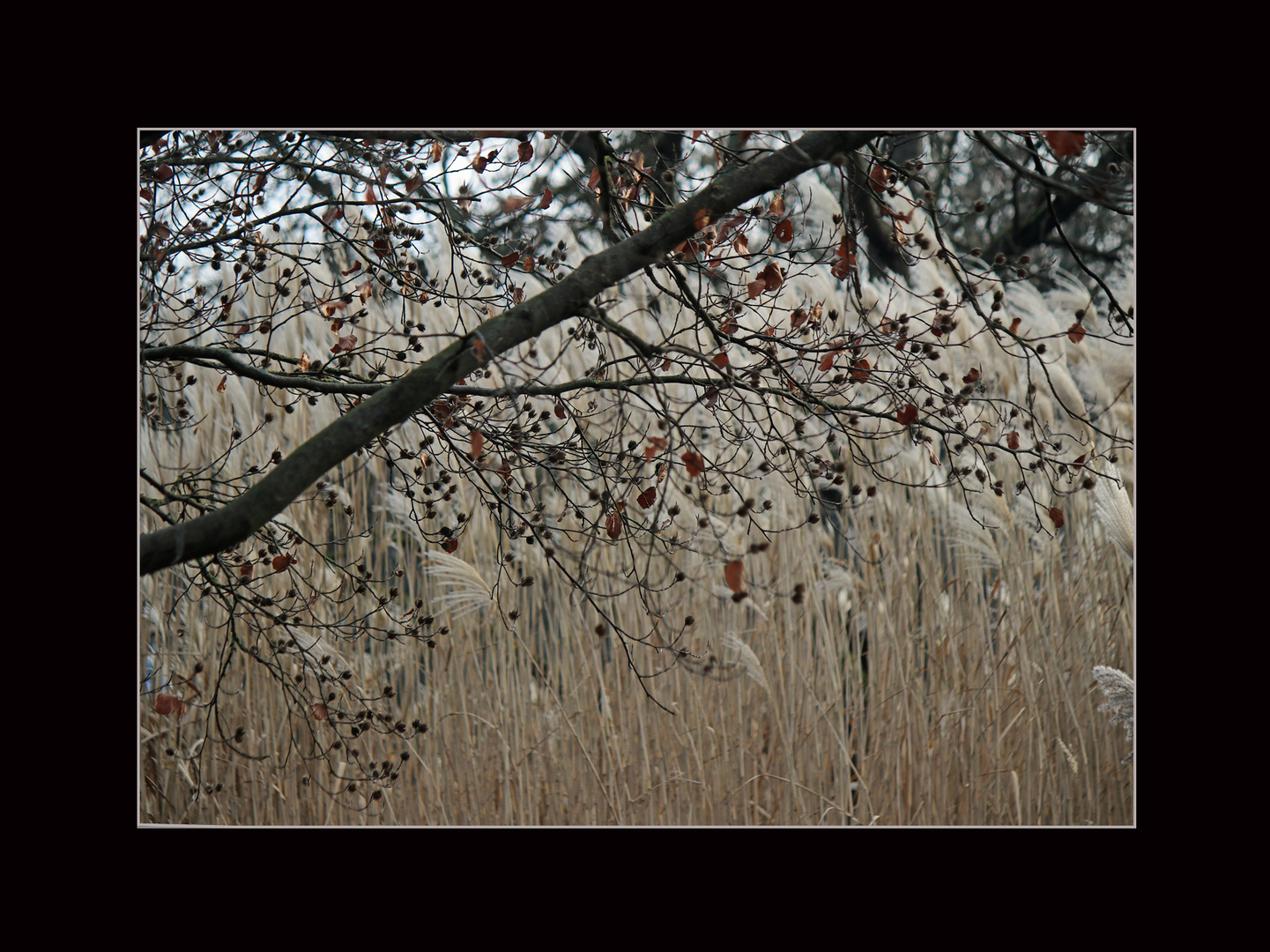 Winter im Park