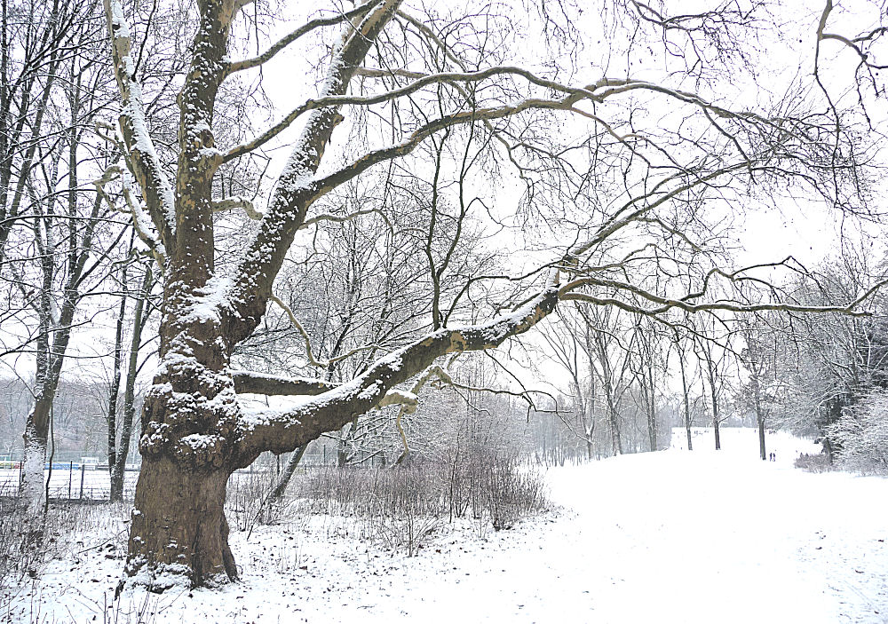 Winter im Park