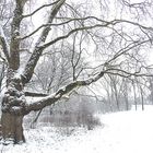 Winter im Park