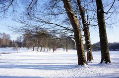 Winter im Park