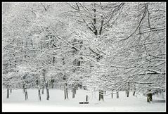 Winter im Park