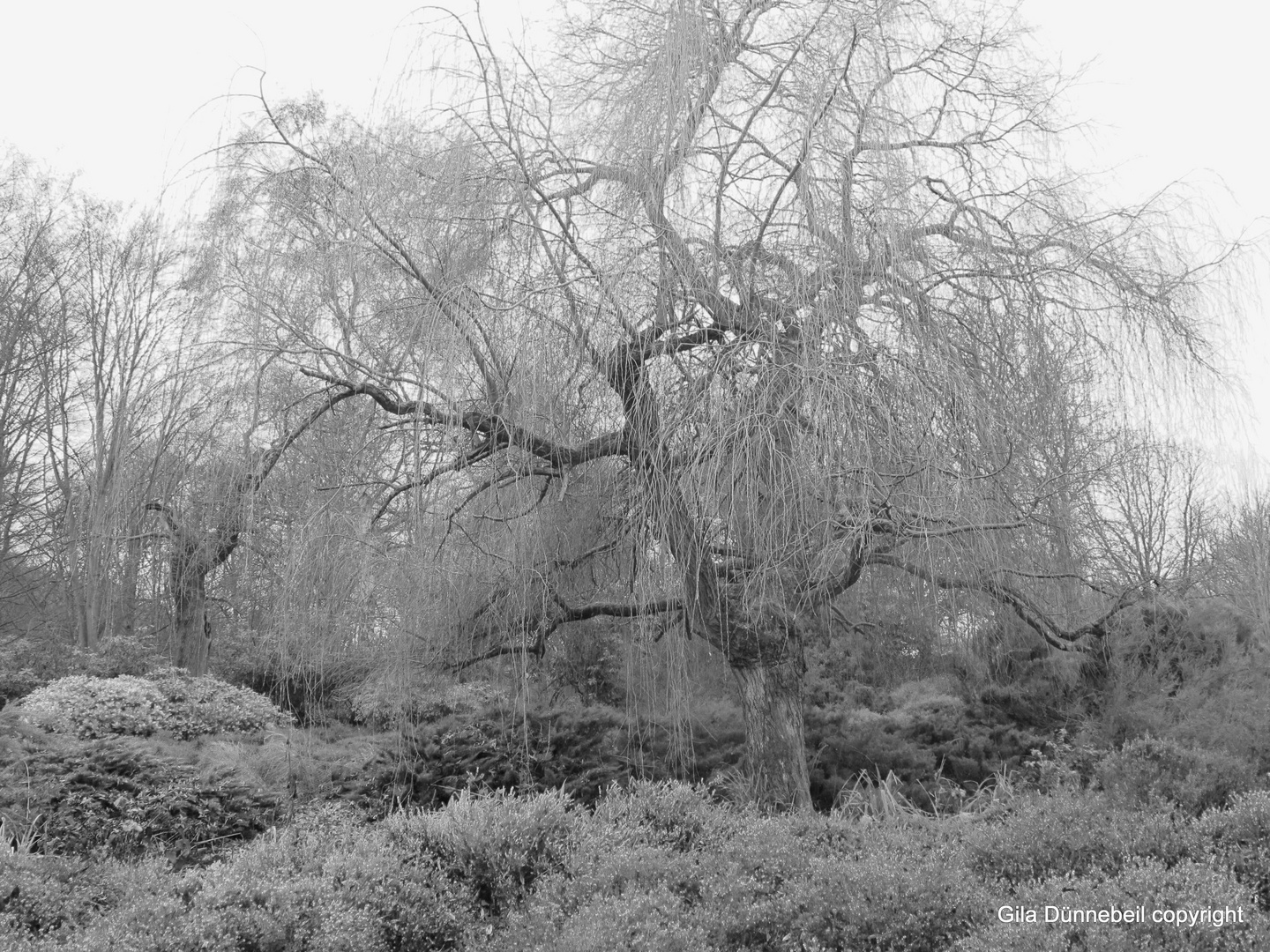 Winter im Park