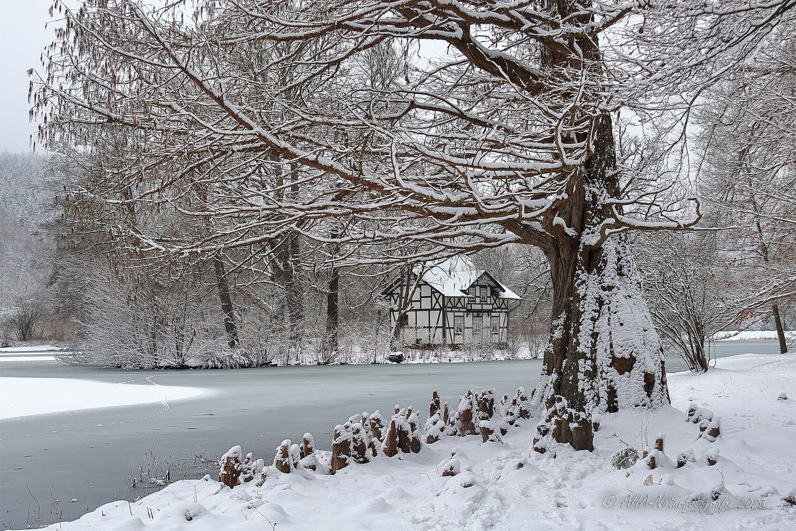 Winter im Park