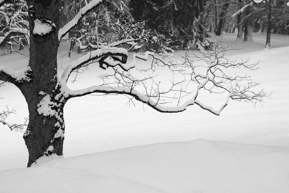 Winter im Park