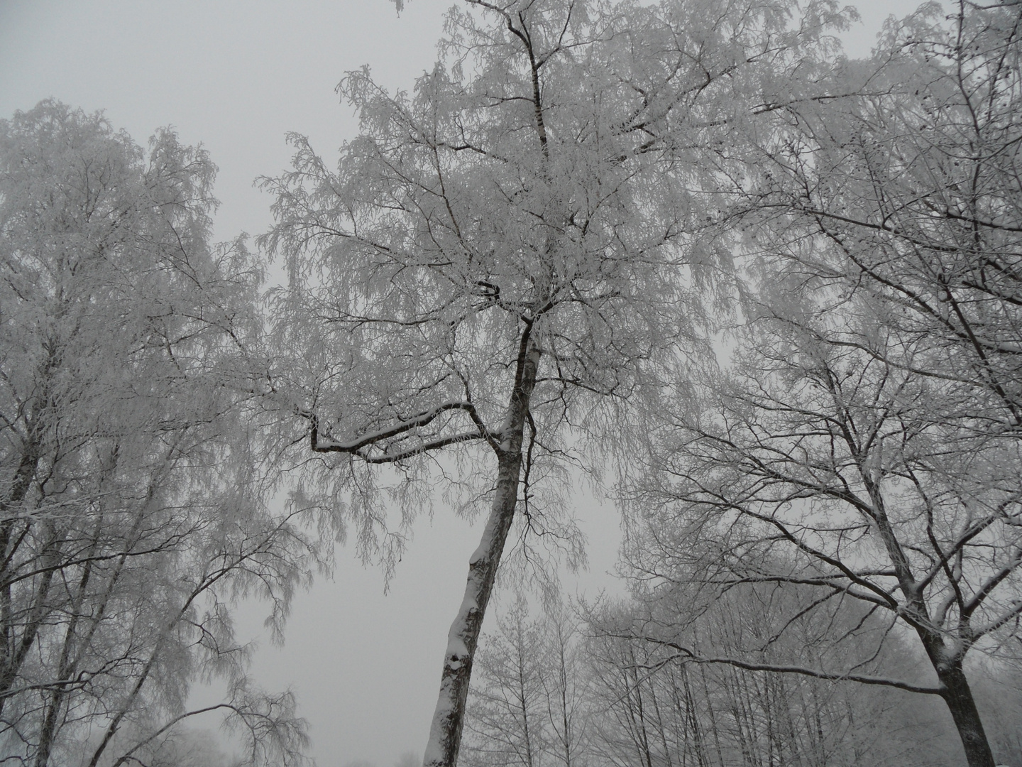 Winter im Park