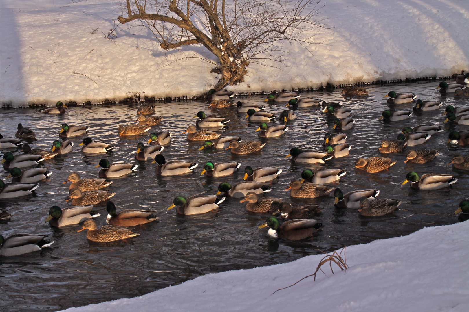 Winter im Park