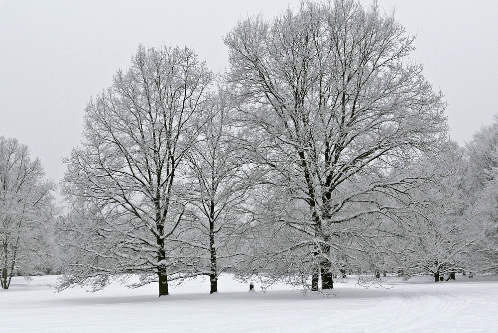 Winter im Park