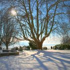 Winter im Park