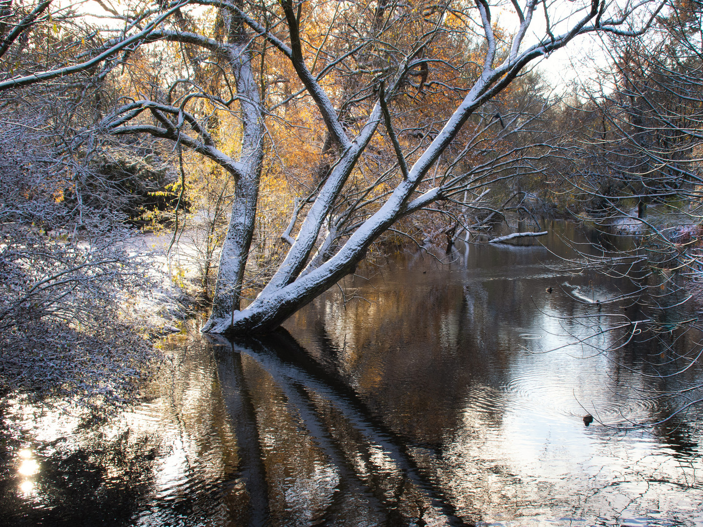 Winter im Park