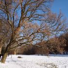 Winter im Park