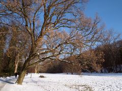 Winter im Park