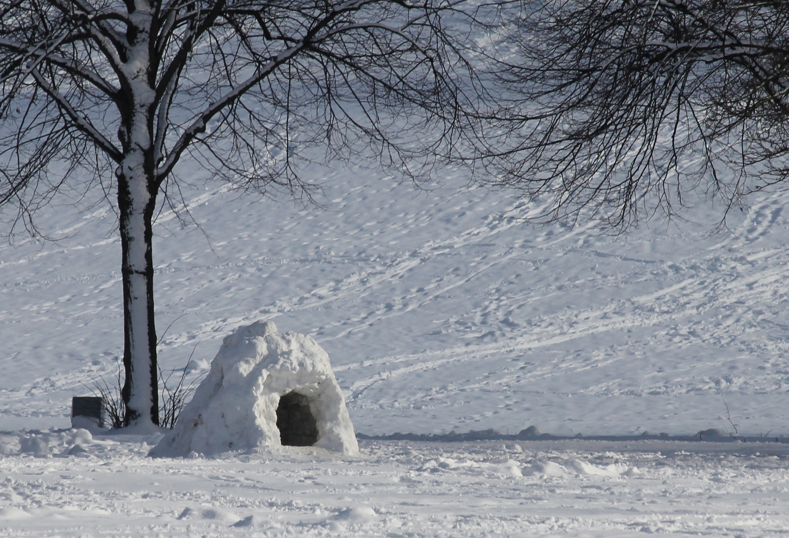 Winter im Park