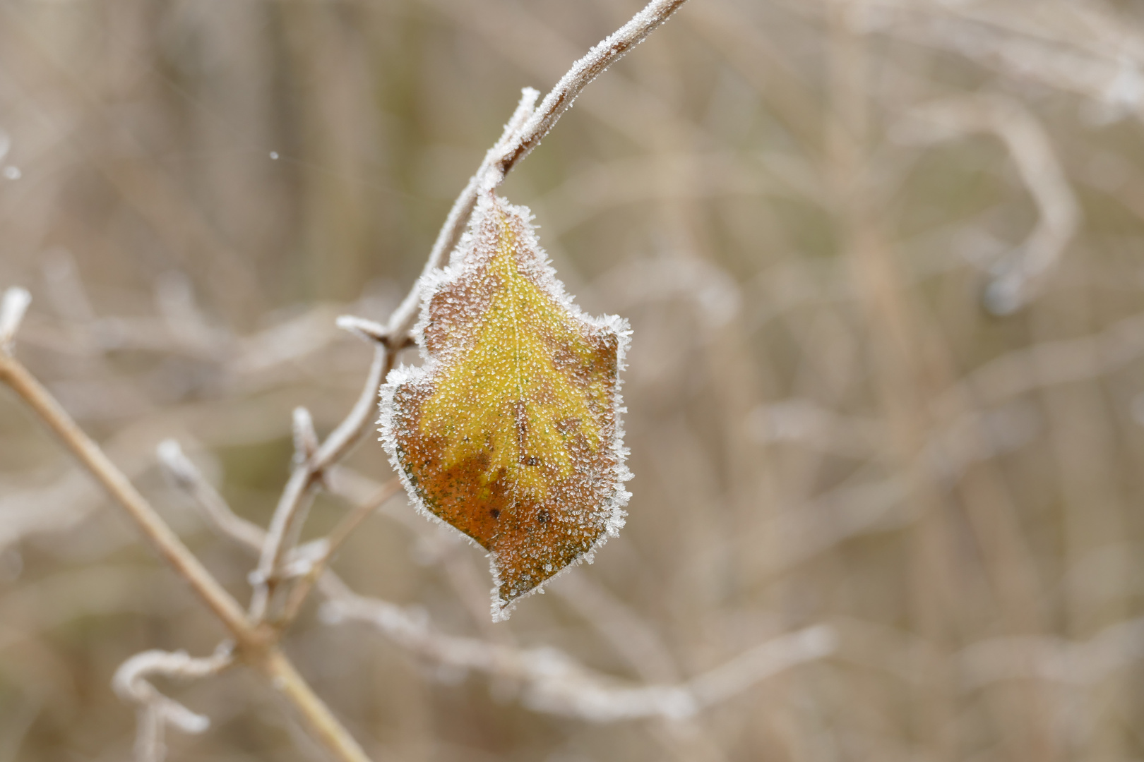 Winter im Park