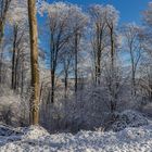 Winter im Pfälzerwald