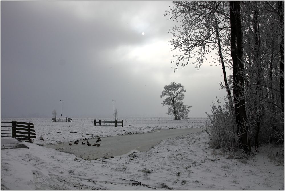 Winter im Polder 0105