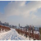 Winter im Rebberg