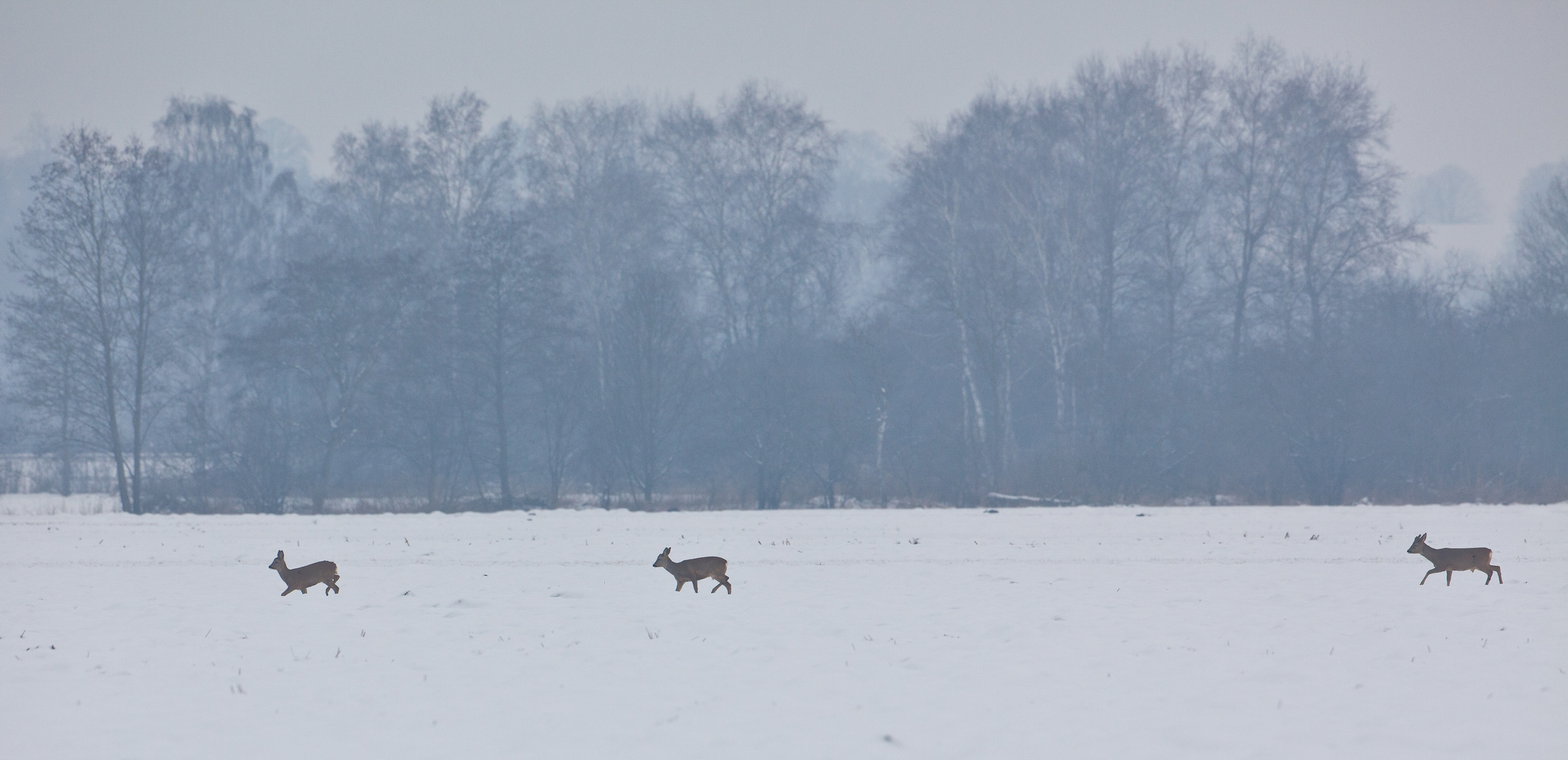 Winter im Rehwildrevier...