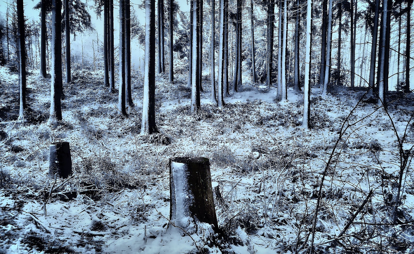 Winter im Reidholz