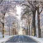 Winter im Reinhardswald (II)