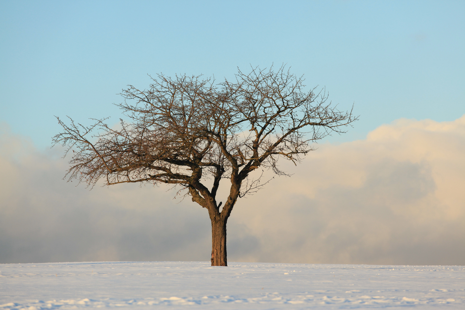 Winter im Rheingau